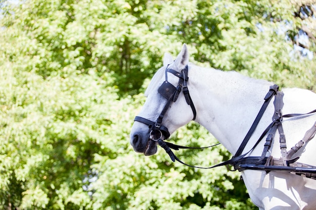 Precioso caballo blanco en la naturaleza. Hermoso animal