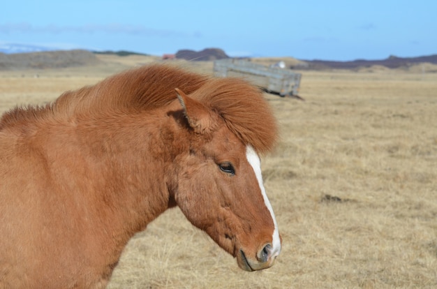 Precioso caballo islandés castaño en una granja en Islandia.