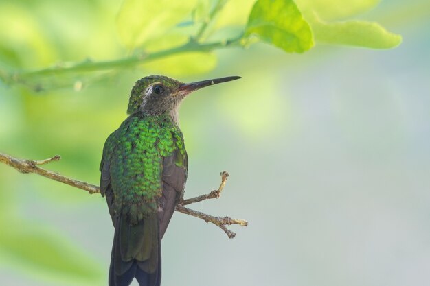 Precioso colibrí abeja verde desde atrás, mirando hacia el lado en el extremo de una rama