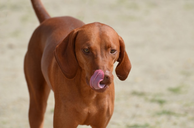 Precioso coonhound de hueso rojo lamiendo la punta de su nariz con una lengua rosada.