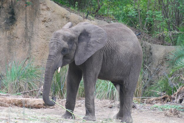 Precioso elefante bebé vagando por la naturaleza