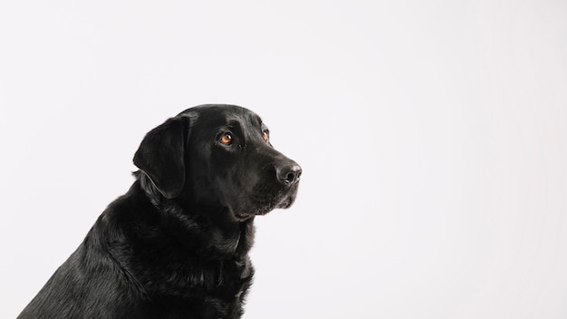 Foto gratuita precioso labrador en blanco