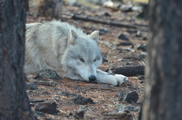 Precioso lobo blanco descansando en un lugar remoto