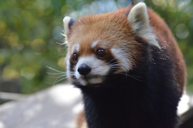 Precioso rostro de un oso panda rojo con largos bigotes.