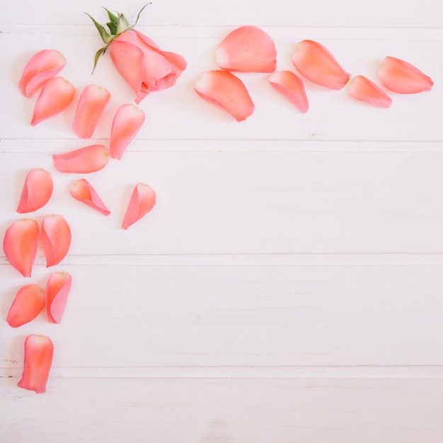 Preciosos pétalos de salmón y rosa en la esquina superior izquierda de un fondo de madera blanca