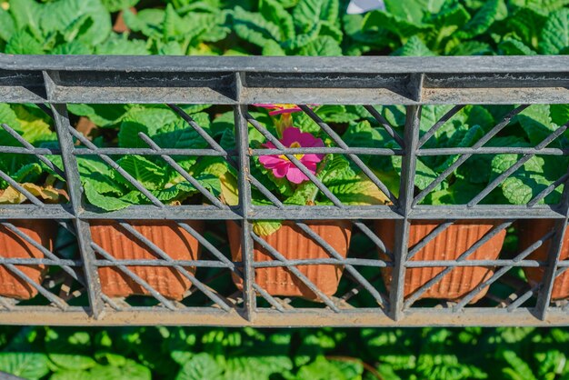 Preparando plantas para plantar plántulas en cajas negras cuadradas con células plantando flores de primavera en el parque hola primavera jardinería en primavera