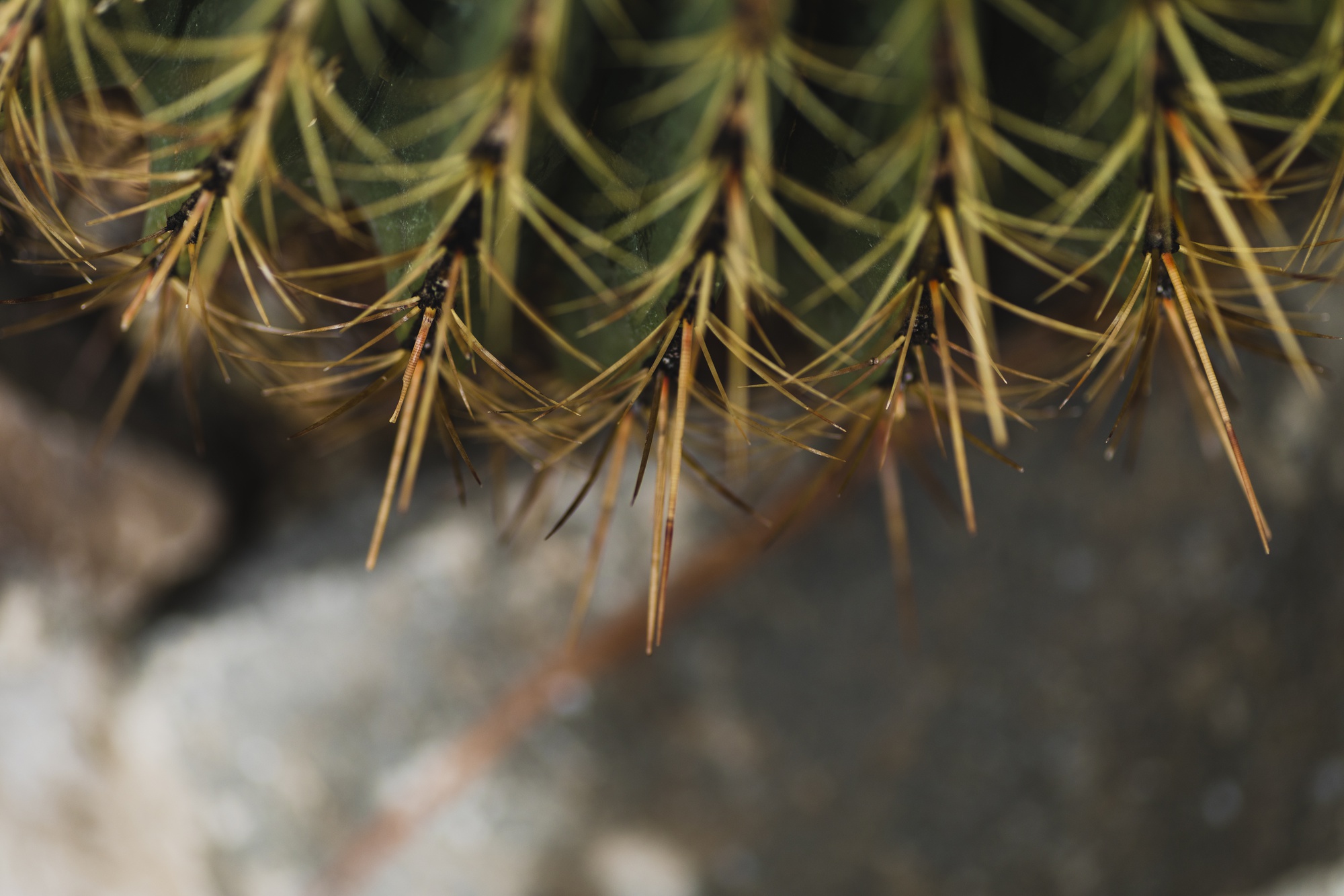 Prickles de primer plano en cactus