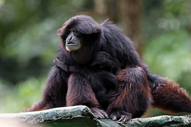 primate en un árbol