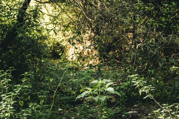 Primavera árbol pino luz madera ambiente