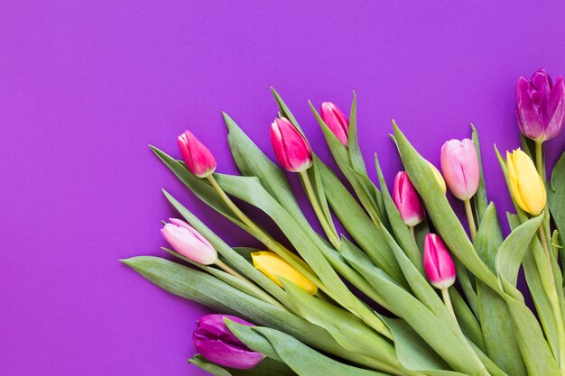 Primavera coloridas flores de tulipán con hojas