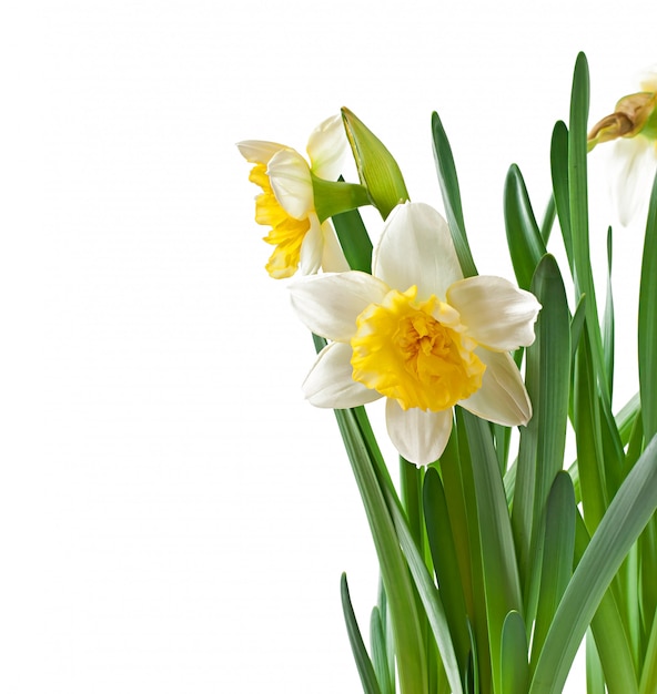 Foto gratuita la primavera florece el narciso aislado.