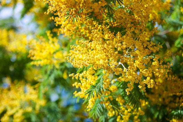 Foto gratuita primavera floreciente acacia dealbata