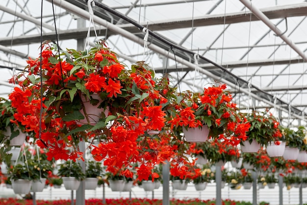 Primavera hermosas flores rojas en invernadero