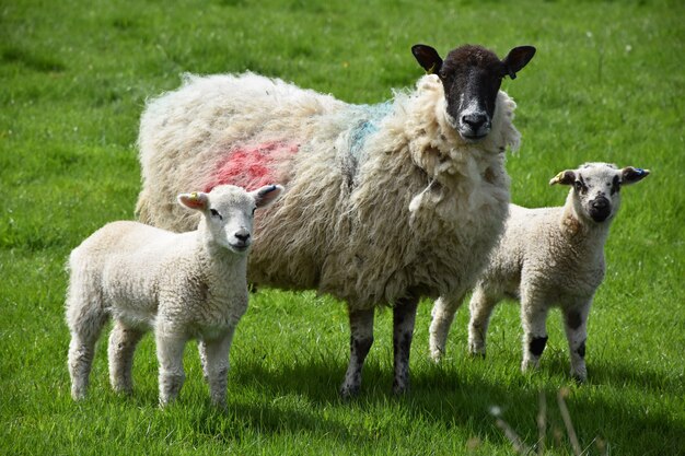 Primavera con una linda familia de ovejas de pie en un campo.