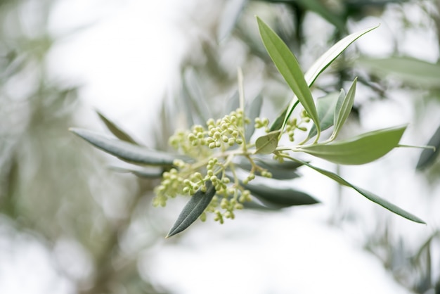 Foto gratuita primavera de la rama de olivo