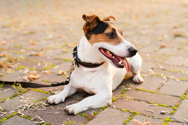 Primer adorable perrito al aire libre