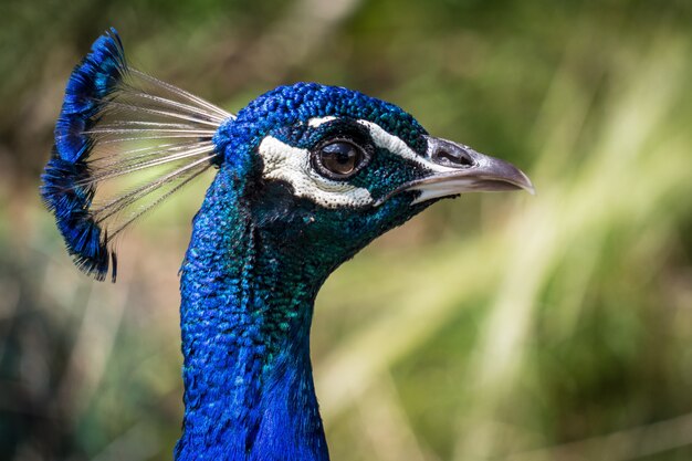 Primer cabeza de un pavo real emplumado azul