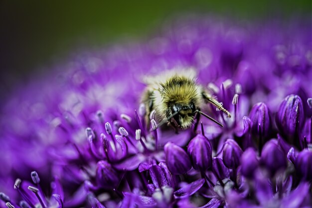 Primer disparo de una abeja en flor violeta