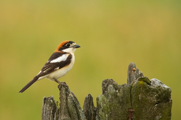 Primer disparo de un actuación en `` The Shrike '' pelirrojo sentado sobre un trozo de madera sobre un fondo amarillo