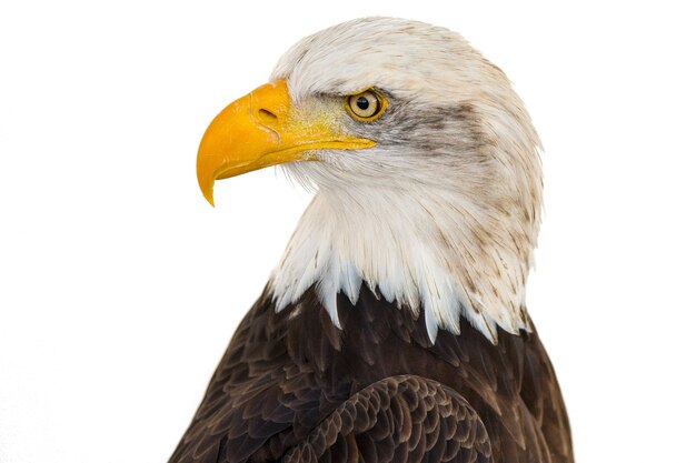 Primer disparo de un águila majestuosa sobre un fondo blanco.