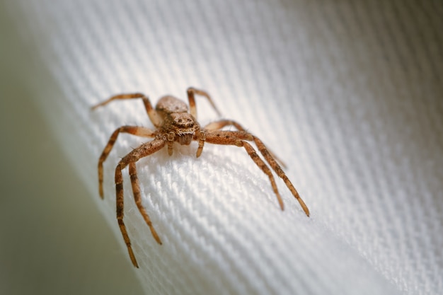 Foto gratuita primer disparo de una araña marrón sobre tela blanca