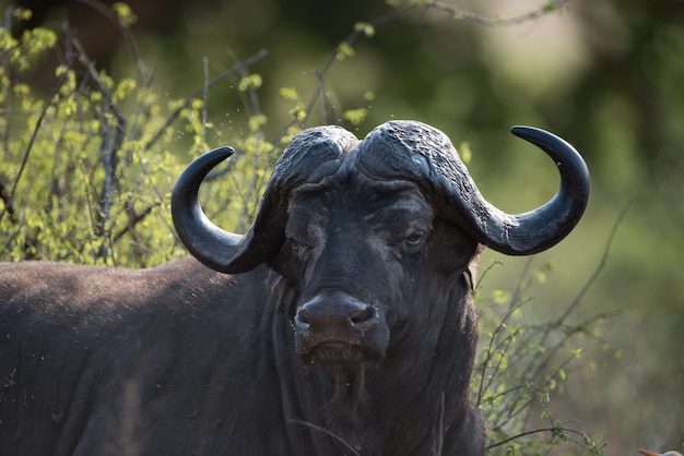 Foto gratuita primer disparo de un búfalo africano