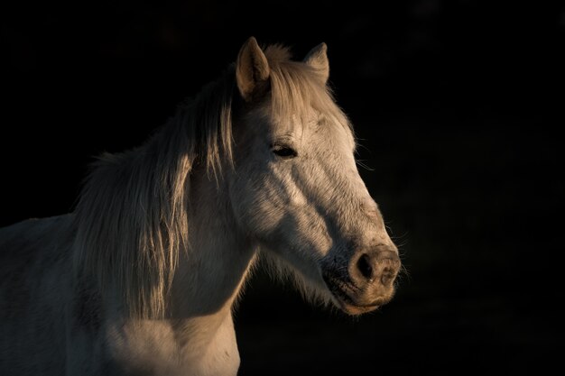 Primer disparo de un caballo blanco mirando hacia los lados con un fondo negro