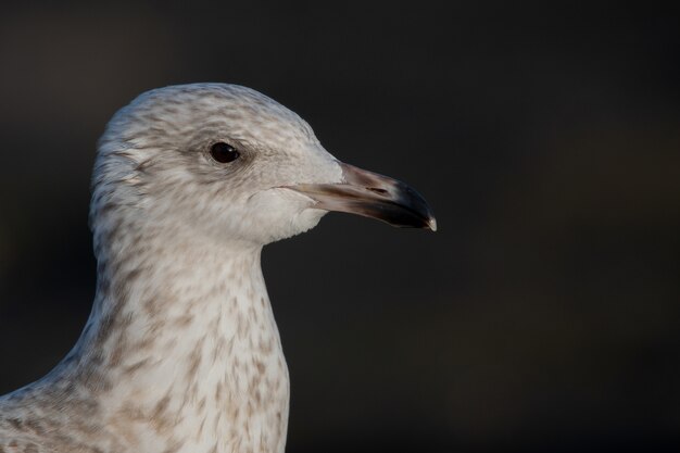 Primer disparo de una cabeza de gaviota aislada en negro