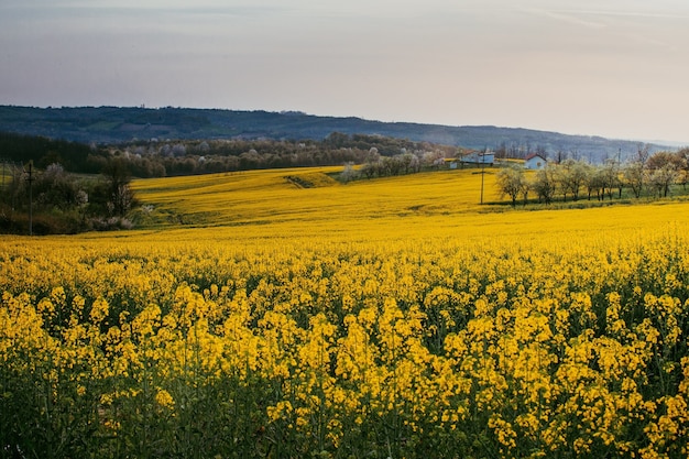 Primer disparo de un campo de flores amarillas