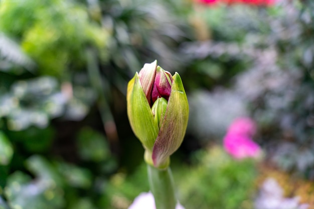 Primer disparo de un capullo de tulipán