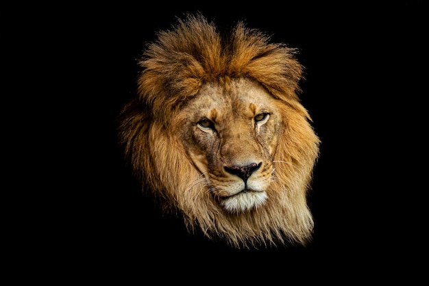 Primer disparo de la cara del león aislado en la oscuridad