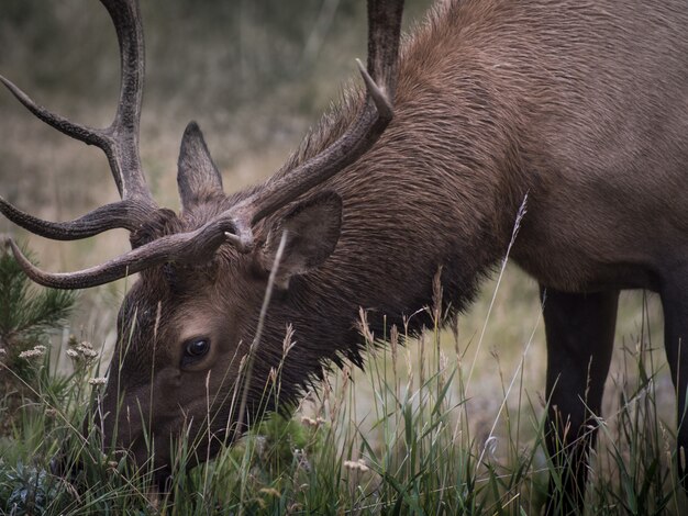 Primer disparo centrado de un marrón peludo querido con grandes cornamentas comiendo hierba en un campo