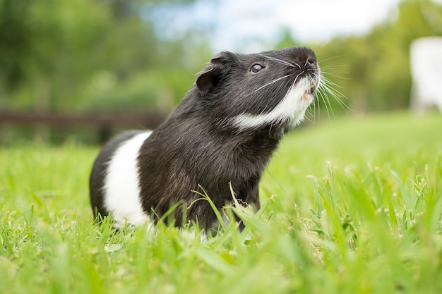 Primer disparo de un conejillo de indias blanco y negro sobre el césped