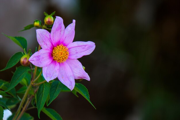 Primer disparo de enfoque de una hermosa flor del cosmos