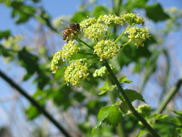 Primer disparo de enfoque selectivo de una abeja en Apium nodiflorum con flores