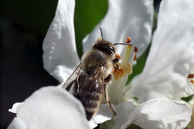 Primer disparo de enfoque selectivo de una abeja en flor blanca con vegetación