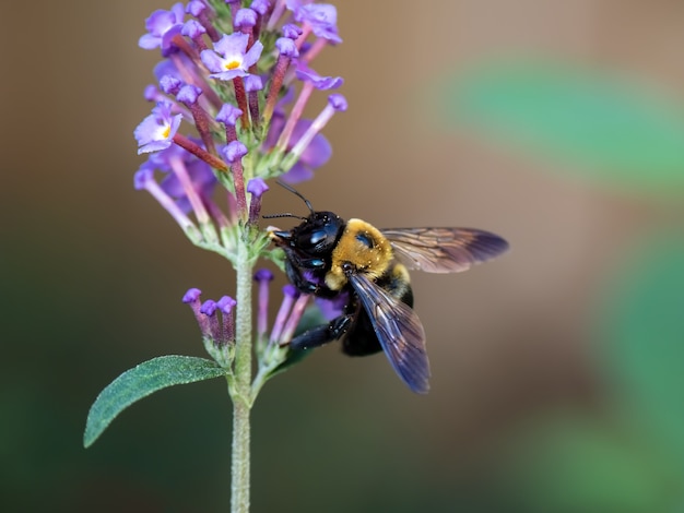 Primer disparo de enfoque selectivo de una abeja en una flor rosa - perfecto para el fondo