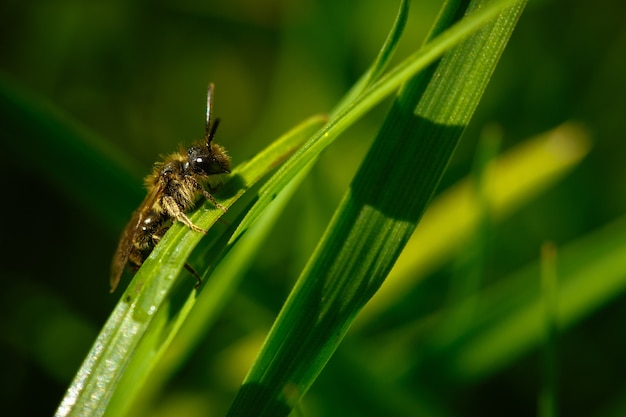 Primer disparo de enfoque selectivo de una abeja de miel de pie sobre una planta verde