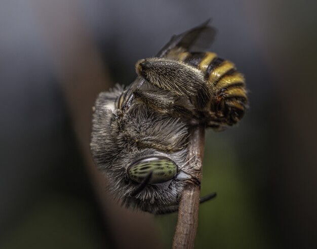 Primer disparo de enfoque selectivo de una abeja en una rama