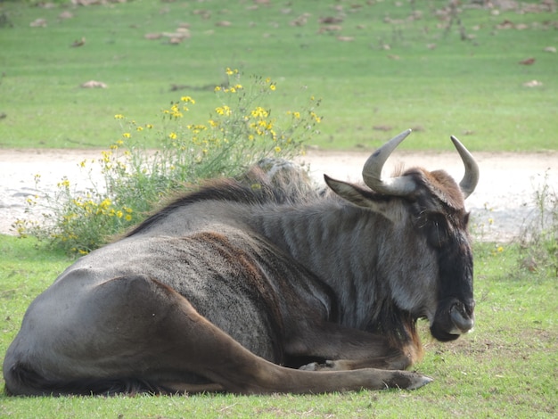 Primer disparo de enfoque selectivo de un animal ñu sentado en el césped en medio de un campo