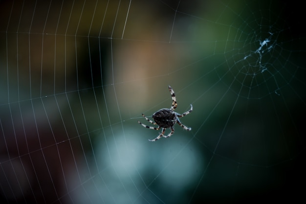 Primer disparo de enfoque selectivo de una araña negra caminando en la web