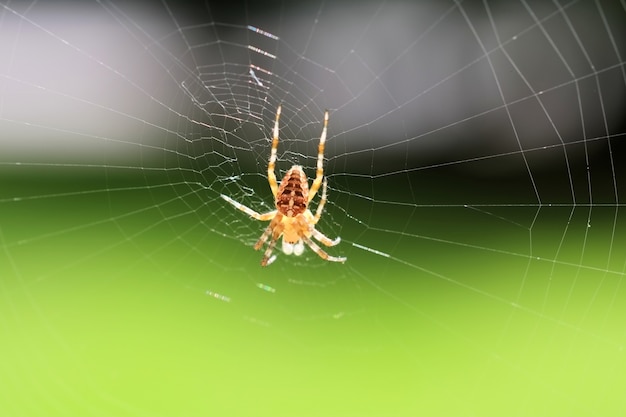 Primer disparo de enfoque selectivo de una araña en la web sobre un fondo verde