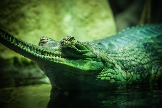 Primer disparo de enfoque selectivo de un cocodrilo verde en el cuerpo de agua