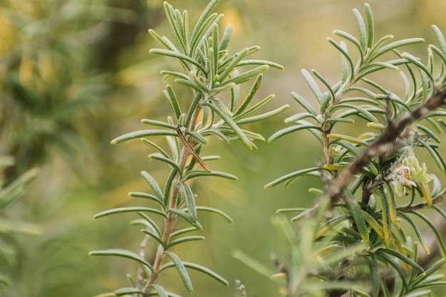 Primer disparo de enfoque selectivo del cultivo de plantas verdes, perfecto para