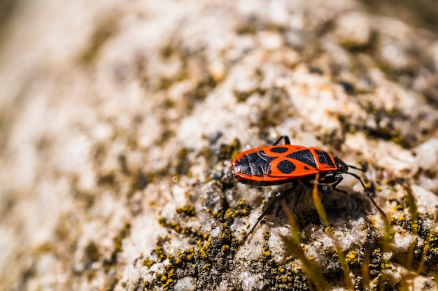 Primer disparo de enfoque selectivo de un firebug en la superficie de la piedra - perfecto para el fondo