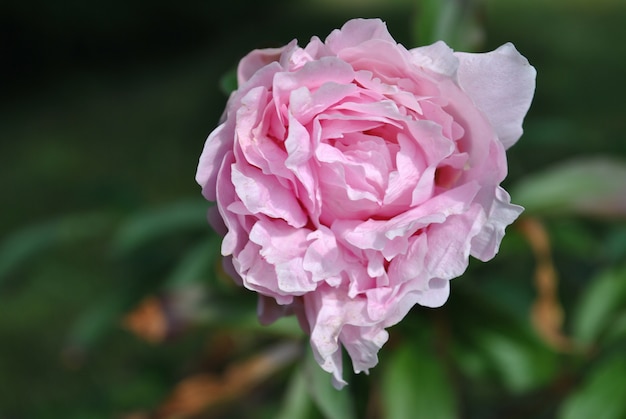 Primer disparo de enfoque selectivo de una flor rosa rosa