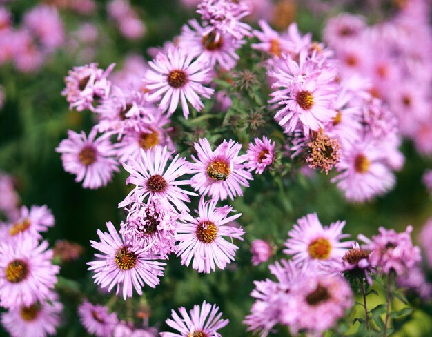 Foto gratuita primer disparo de enfoque selectivo de flores rosadas con una abeja en la parte superior y vegetación