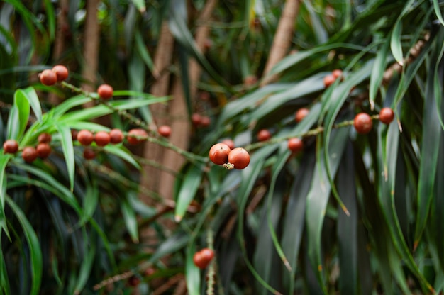 Primer disparo de enfoque selectivo de frutos rojos en un arbusto con plantas