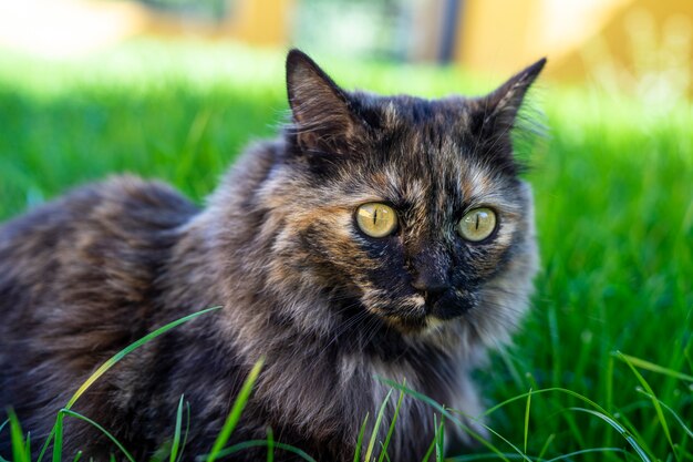 Primer disparo de enfoque selectivo de un gato sentado en el césped