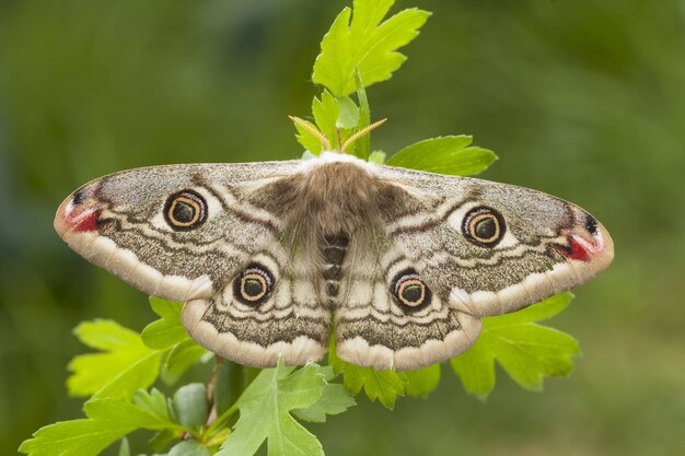 Primer disparo de enfoque selectivo de una hermosa mariposa sentada en una planta